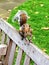 This Cheeky Squirrel fluffy tailchallenges me about nuts, and food, in wet Postmans Park London