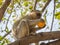 Cheeky vervet monkey or Chlorocebus pygerythrus sitting in tree and eating stolen orange, Kaokoveld, Namibia, Africa