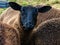 Cheeky Zwartble lamb facing camera.