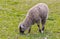 Cheep in farm with grass backgrounds. Cheep in grassfield