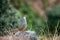 Cheer pheasant or Catreus wallichii or Wallich`s pheasant bird calling closeup in winter migration perched on rock in natural