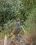 Cheer pheasant or Catreus wallichii or Wallich`s pheasant portrait during winter migration perched on big rock in natural green