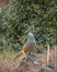 cheer pheasant or Catreus wallichii or Wallichs pheasant portrait during winter migration perched on big rock in natural scenic