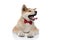 Cheerful Akita Inu looking away and panting