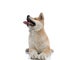 Cheerful Akita Inu looking away and sticking out its tongue