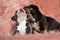 Cheerful American bully cubs curiously looking up and playing