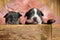 Cheerful American bully puppies looking forward while sitting