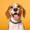 Cheerful Beagle Dog Smiling On Yellow Background