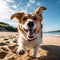 Cheerful beautiful dog close-up walks runs along the beach with open mouth along the beach on a sunny day.