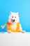 Cheerful, beautiful smiling Samoyed dog with neck colorful floral accessories and cocktail against blue studio