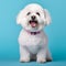 Cheerful Bichon Frise Dog On Pink Collar: Uhd Stock Photo