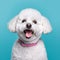 Cheerful Bichon Frise Dog Portrait On Vibrant Blue Background