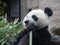 Cheerful black and white panda eats bamboo