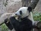 Cheerful black and white panda eats bamboo