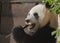 Cheerful black and white panda eats bamboo