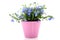 Cheerful blue Lobelia