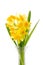 Cheerful bouquet of daffodils in glass vase