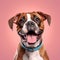 Cheerful Boxer Dog Smiling On Pink Background