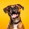 Cheerful Boxer Dog Smiling On Vibrant Orange Background