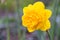 Cheerful bright yellow double bloom of a daffodil flowering in a spring garden