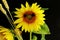 Cheerful bright yellow sunflower with decorative black eyes and wheat ears on black background. Symbolic concept â€” humor, summer