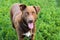 cheerful brown dog looks at the camera with his tongue out