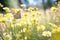 Cheerful buoyant spring summer shot of yellow Santolina 1690447518393 7