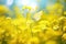 Cheerful buoyant spring summer shot of yellow Santolina flowers and butterflies in meadow