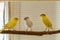 Cheerful Canary Birds: Delightful Companions at Home