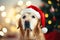 Cheerful canine Christmas: golden retriever under Christmas tree