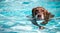 Cheerful canine swims in a pool