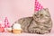 Cheerful cat in a cap and a cupcake celebrates a birthday, on a pink background