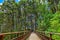 The cheerful cedar forest trail and iron bridge in the Tengjhih Forest Recreation Area