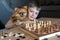 Cheerful child plays chess. A fun game with children in chess