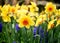 Cheerful and colorful daffodils are contrasted with deep blue hyacinths