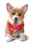 Cheerful Corgi in a red handkerchief watercolor painting