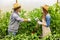 Cheerful couple of agriculturists tying bell peppers to the support