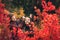 Cheerful couple is naughty and shows emotions between red autumn trees