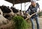 Cheerful cowgirl working with milking herd at cowhouse in farm