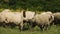 Cheerful curly sheep jumping and running around field choosing delicious herb