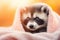 Cheerful cute racoon lying on white blanket. Funny forest animal character with funny face in bed at home.