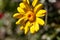 A cheerful daisy flower