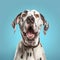 Cheerful Dalmatian Bulldog Dog With Open Mouth On Blue Background