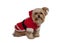 Cheerful Dog in Santa Dress