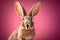 Cheerful Easter vibes with a cute bunny sitting on a pink backdrop