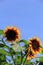 Cheerful faces of sunflowers,set against periwinkle blue skies