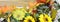 Cheerful fall or autumn border with fall leaves, nuts, sunflowers and squashes with green folded burlap and gold ribbon on a woode