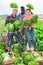 Cheerful farmers standing in vegetable field with lettuce during harvest