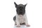 Cheerful French bulldog cub looking forward and resting