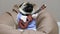 Cheerful funny pug dog singer with a guitar, yawns and sings a song, dog musician guitarist